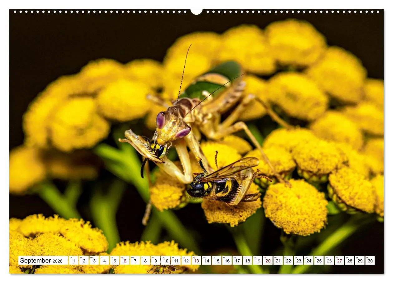 Bild: 9783457246399 | Im Bann der Mantis (Wandkalender 2026 DIN A2 quer), CALVENDO...