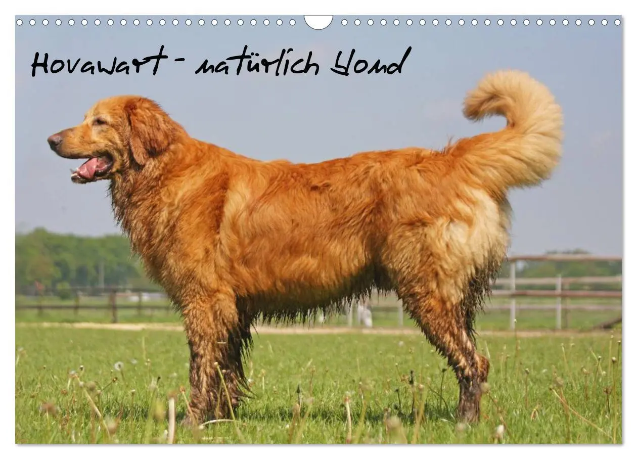 Cover: 9783516186499 | Hovawart - natürlich blond (Wandkalender 2026 DIN A3 quer),...