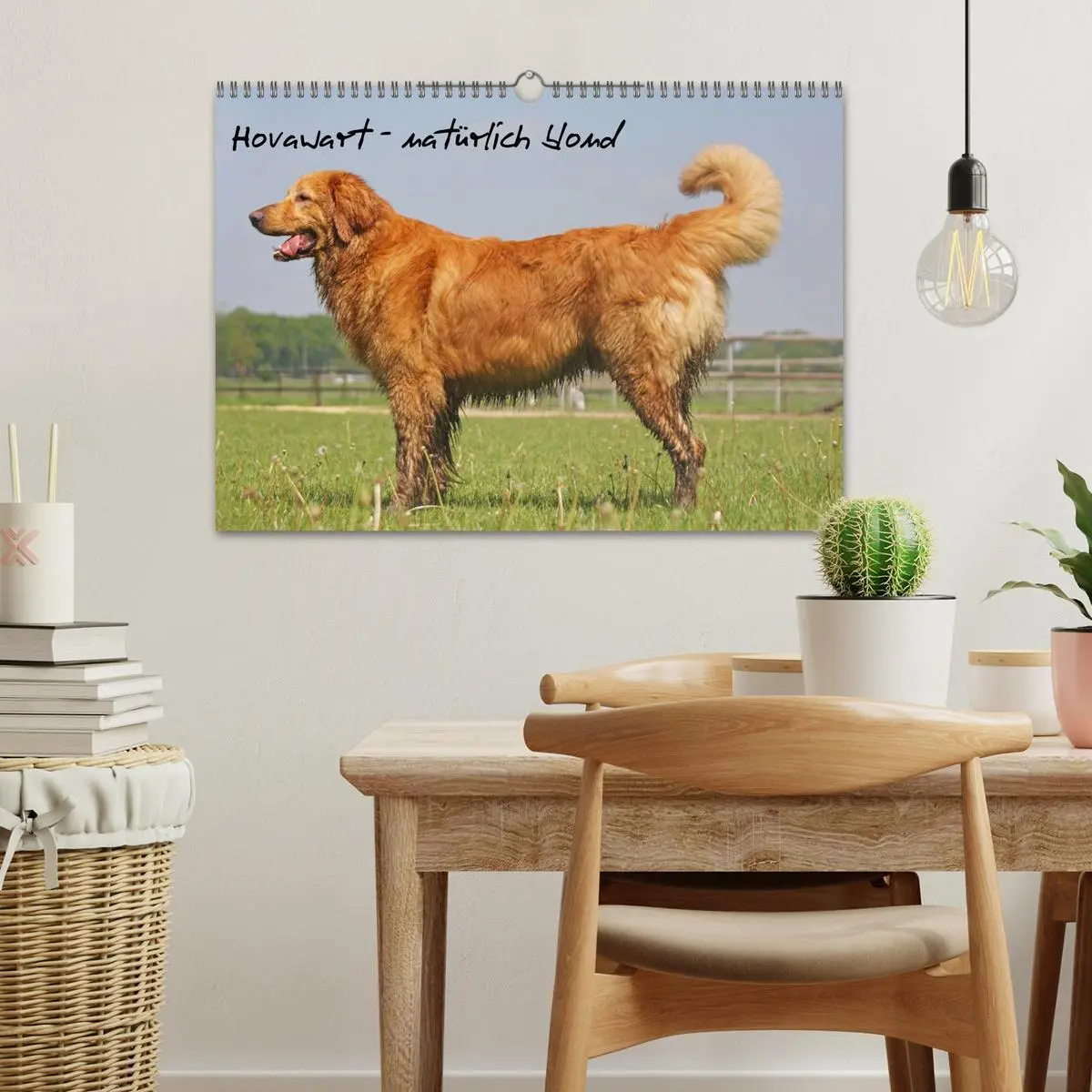 Bild: 9783516186499 | Hovawart - natürlich blond (Wandkalender 2026 DIN A3 quer),...