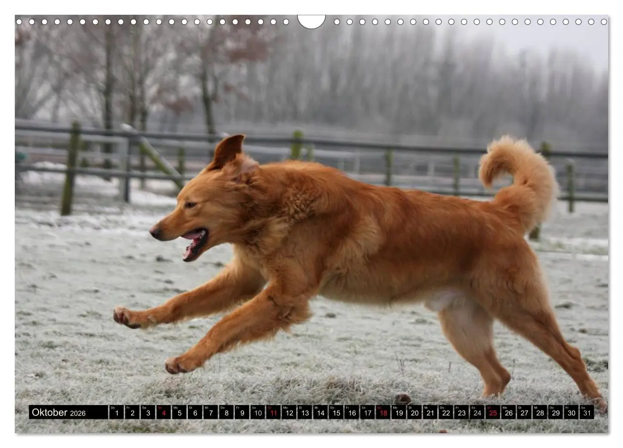 Bild: 9783516186499 | Hovawart - natürlich blond (Wandkalender 2026 DIN A3 quer),...