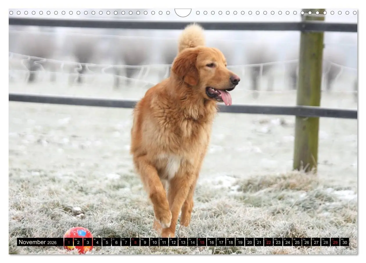 Bild: 9783516186499 | Hovawart - natürlich blond (Wandkalender 2026 DIN A3 quer),...