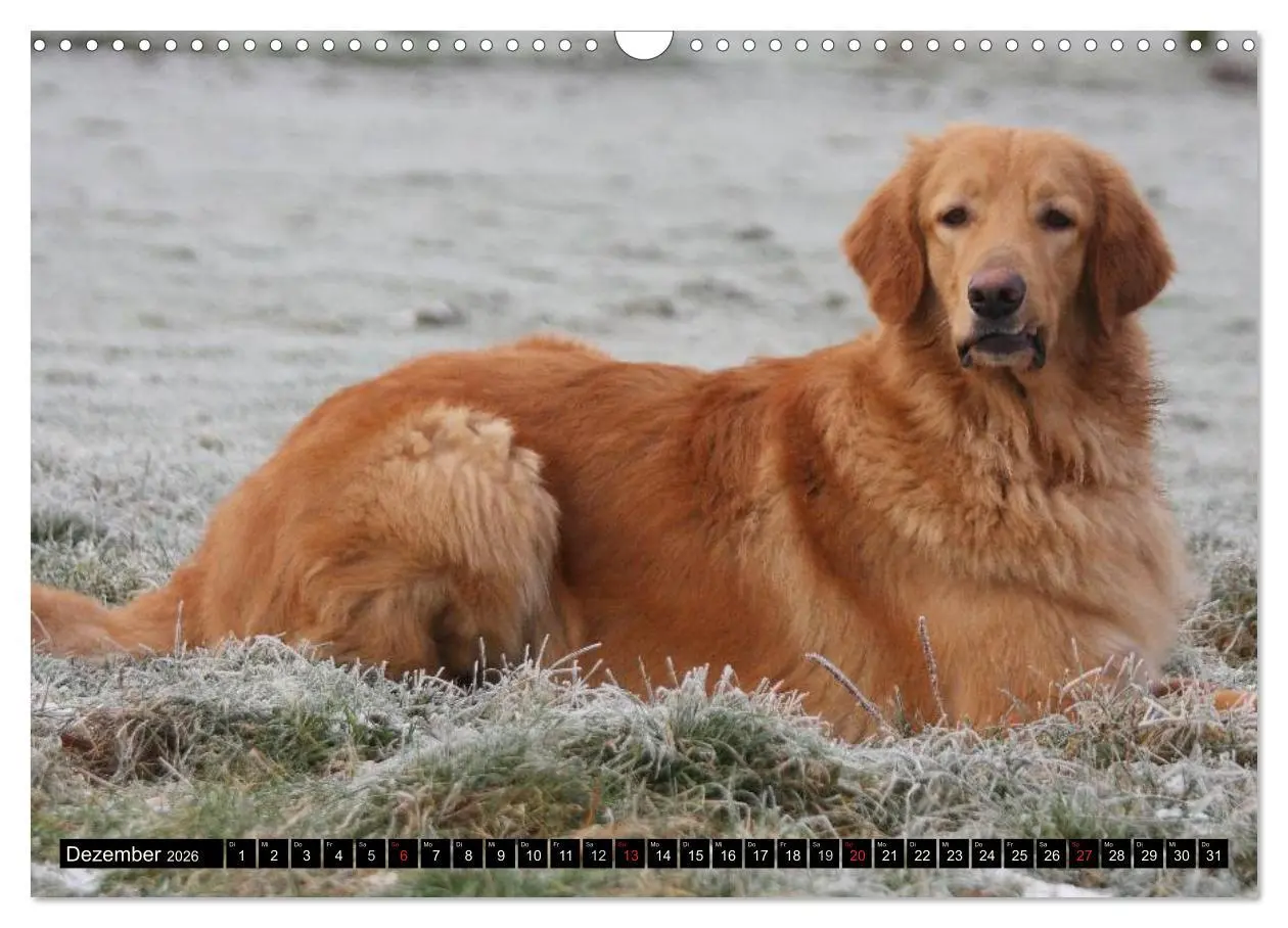 Bild: 9783516186499 | Hovawart - natürlich blond (Wandkalender 2026 DIN A3 quer),...