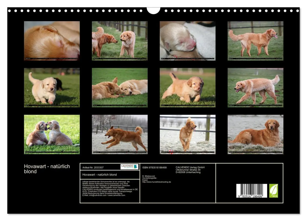 Bild: 9783516186499 | Hovawart - natürlich blond (Wandkalender 2026 DIN A3 quer),...