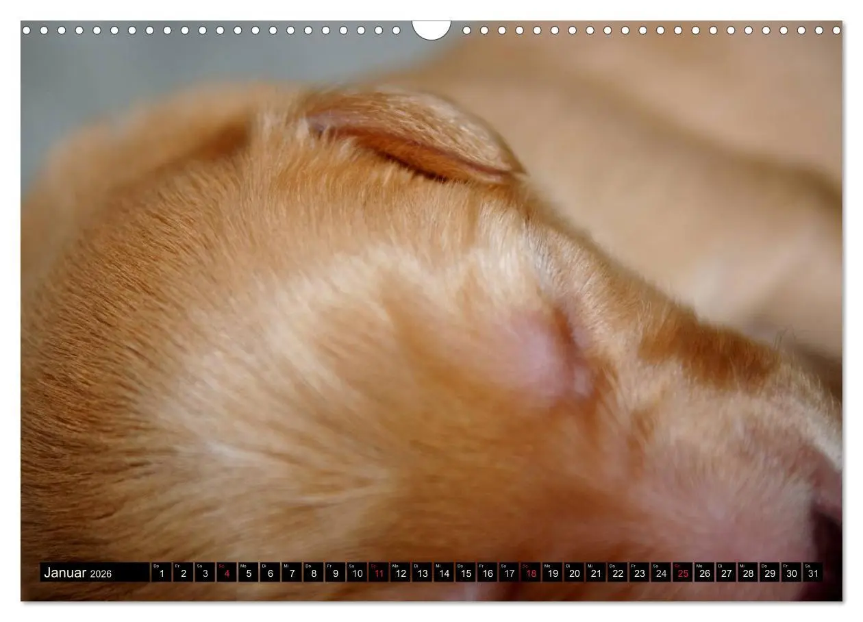 Bild: 9783516186499 | Hovawart - natürlich blond (Wandkalender 2026 DIN A3 quer),...