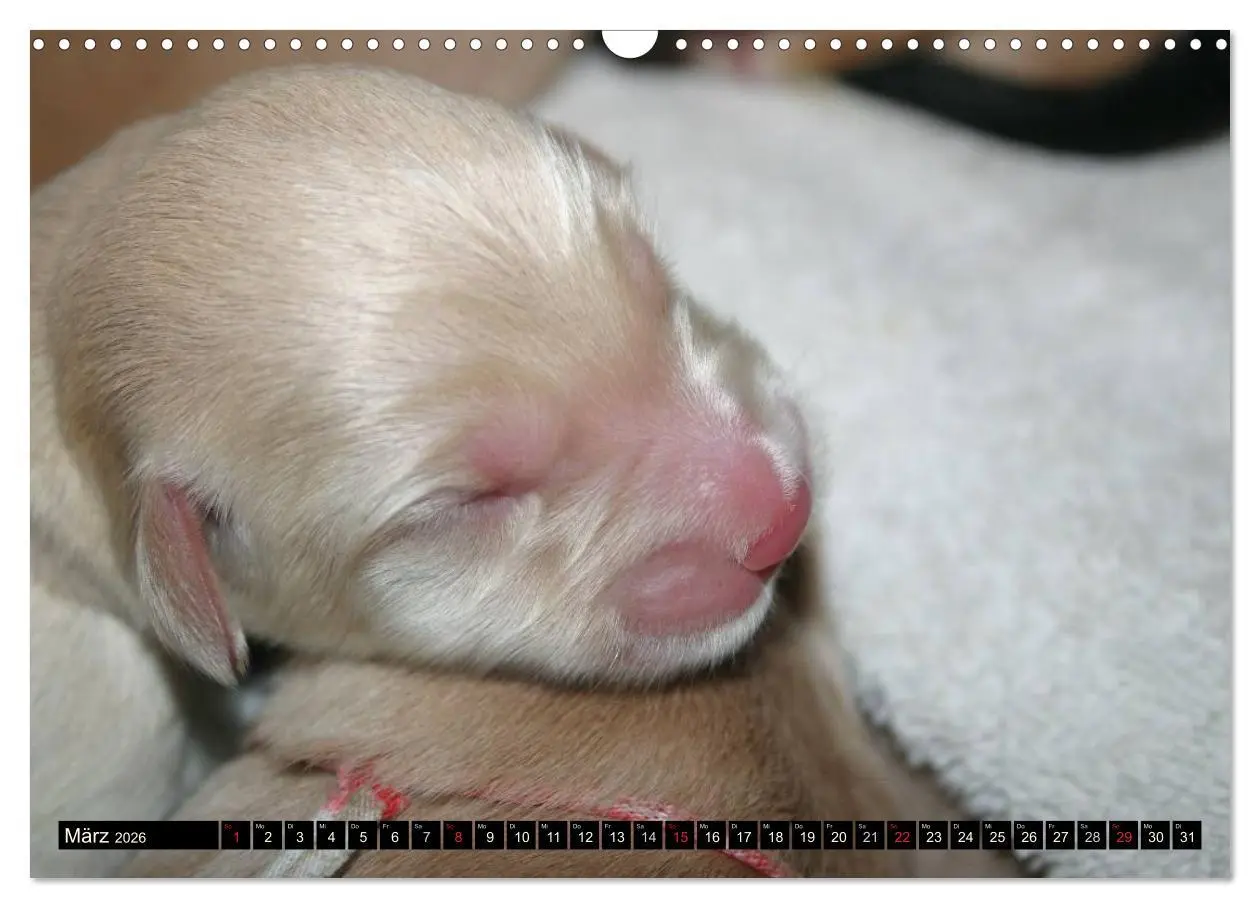 Bild: 9783516186499 | Hovawart - natürlich blond (Wandkalender 2026 DIN A3 quer),...