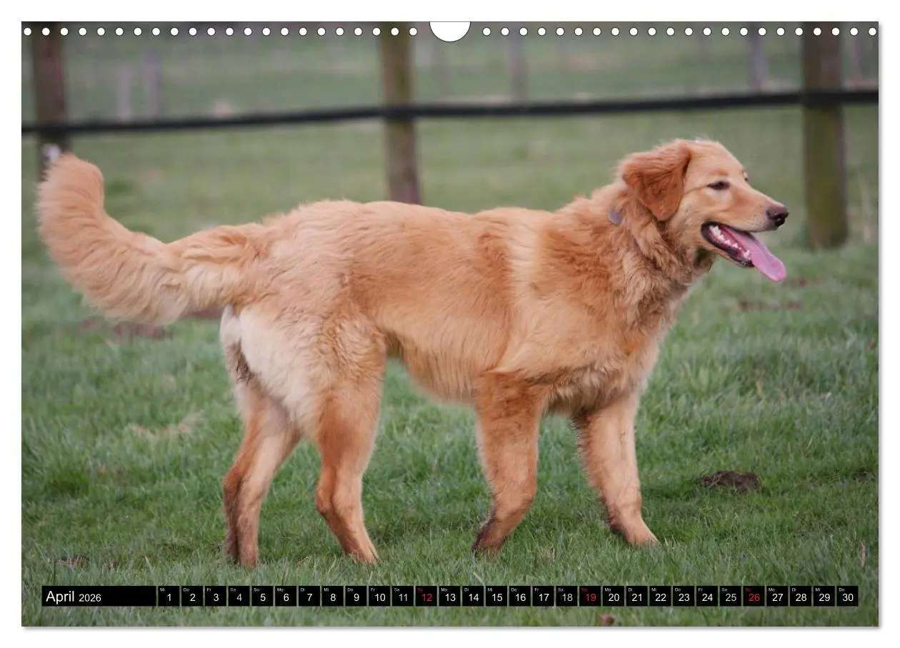 Bild: 9783516186499 | Hovawart - natürlich blond (Wandkalender 2026 DIN A3 quer),...