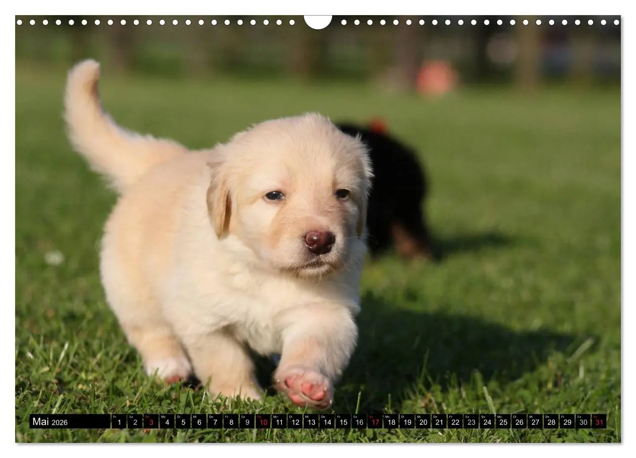 Bild: 9783516186499 | Hovawart - natürlich blond (Wandkalender 2026 DIN A3 quer),...