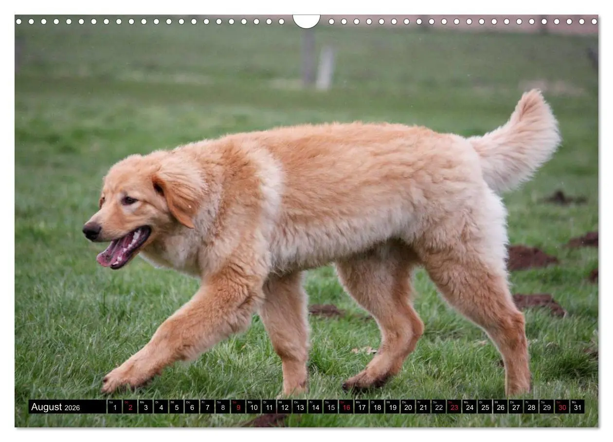 Bild: 9783516186499 | Hovawart - natürlich blond (Wandkalender 2026 DIN A3 quer),...