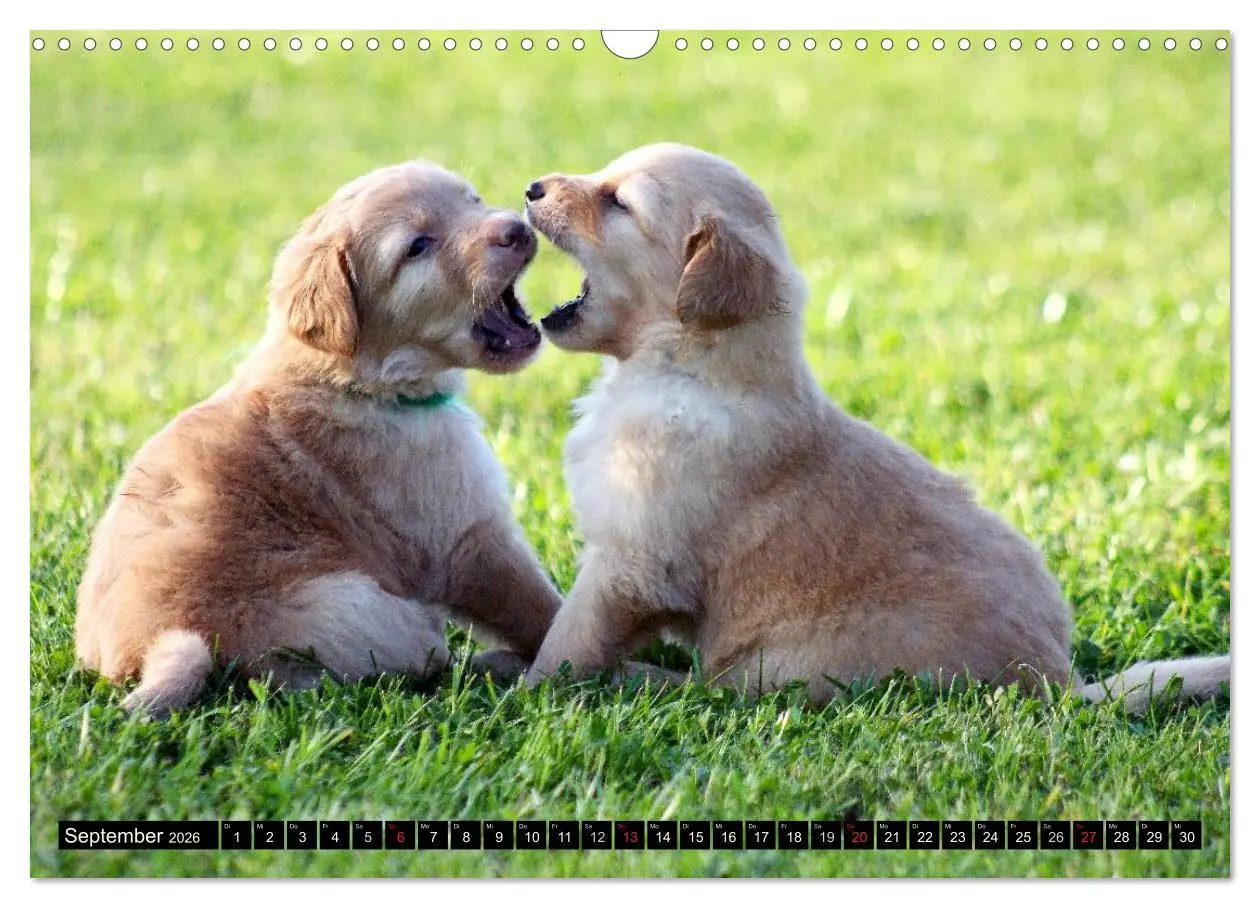 Bild: 9783516186499 | Hovawart - natürlich blond (Wandkalender 2026 DIN A3 quer),...