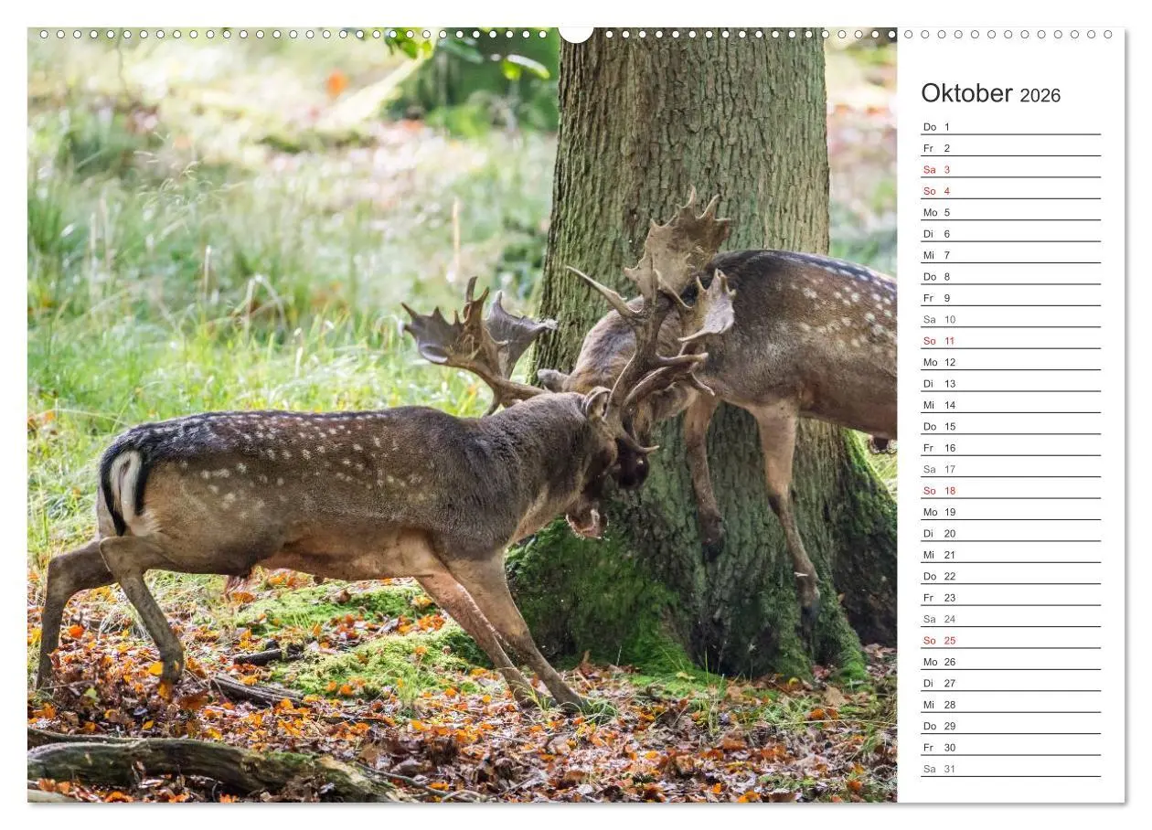 Bild: 9783516006599 | Emotionale Momente: Wild und Jagd. (Wandkalender 2026 DIN A2 quer),...