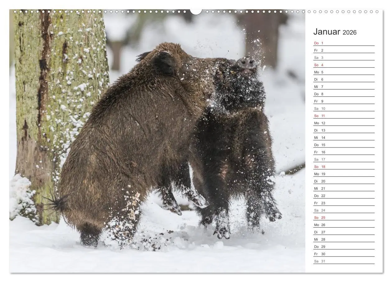 Bild: 9783516006599 | Emotionale Momente: Wild und Jagd. (Wandkalender 2026 DIN A2 quer),...