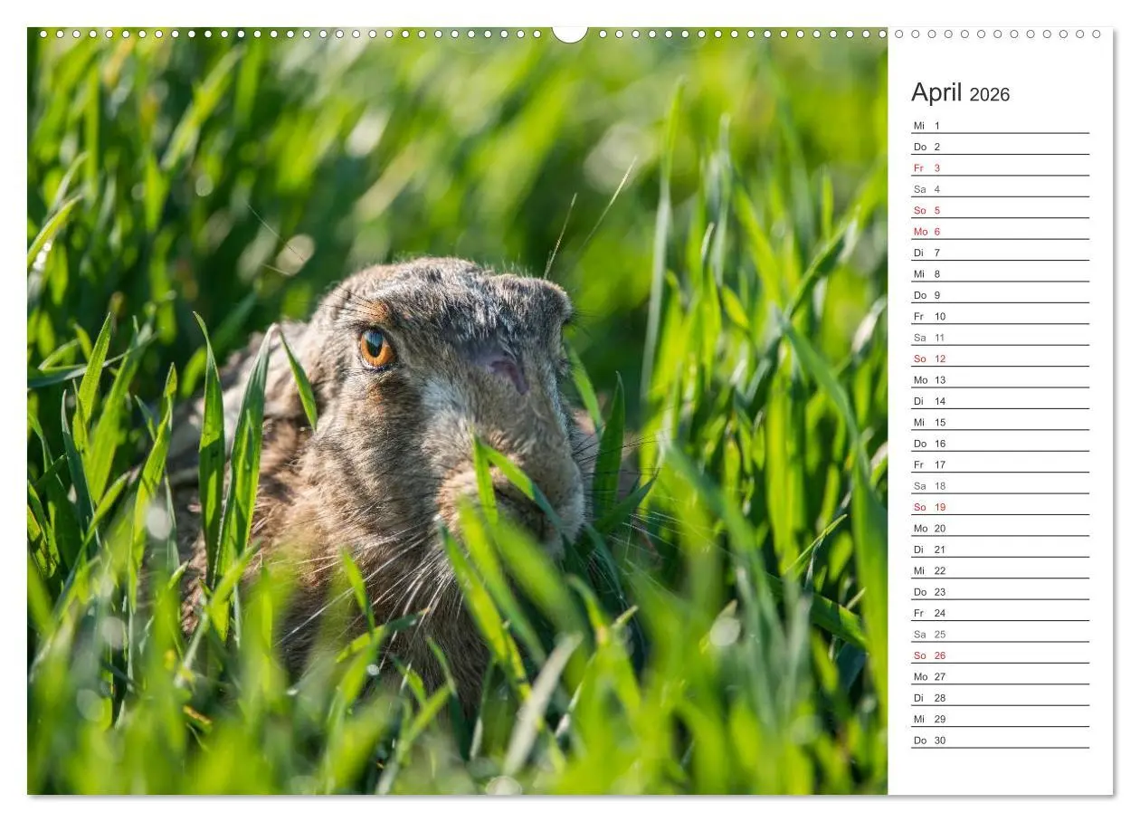 Bild: 9783516006599 | Emotionale Momente: Wild und Jagd. (Wandkalender 2026 DIN A2 quer),...