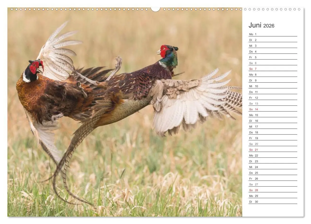Bild: 9783516006599 | Emotionale Momente: Wild und Jagd. (Wandkalender 2026 DIN A2 quer),...