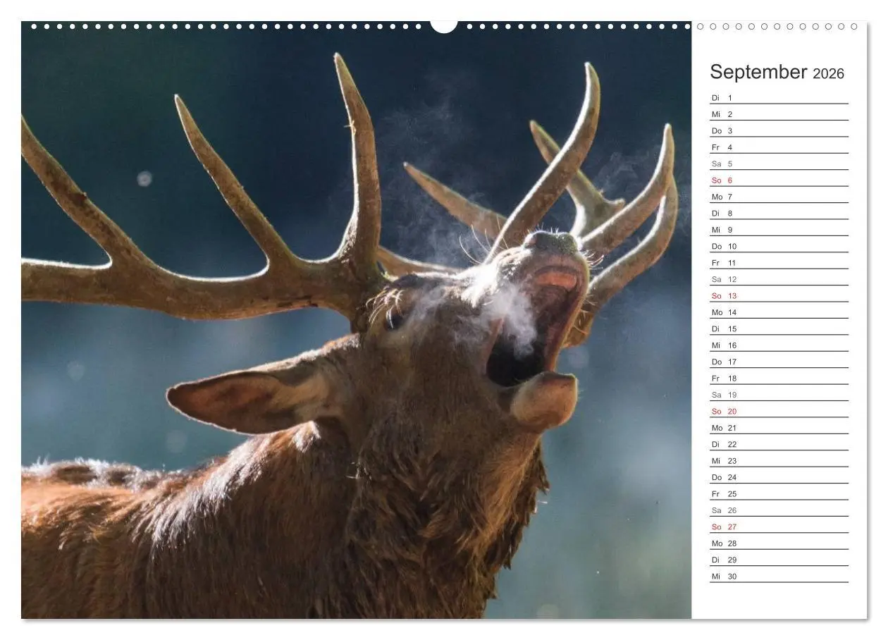 Bild: 9783516006599 | Emotionale Momente: Wild und Jagd. (Wandkalender 2026 DIN A2 quer),...