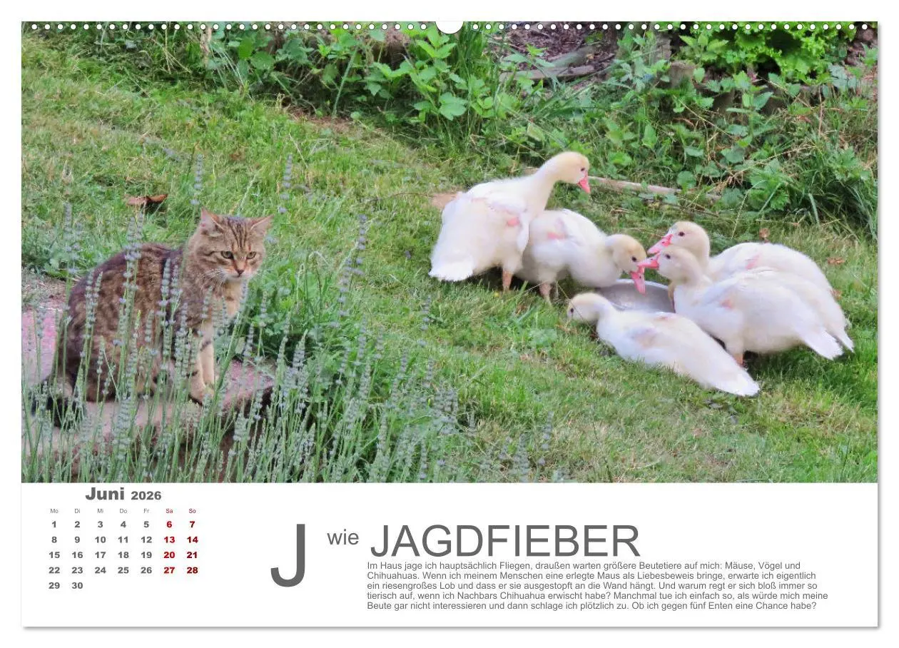 Bild: 9783457696699 | Katzen ABC (hochwertiger Premium Wandkalender 2026 DIN A2 quer),...