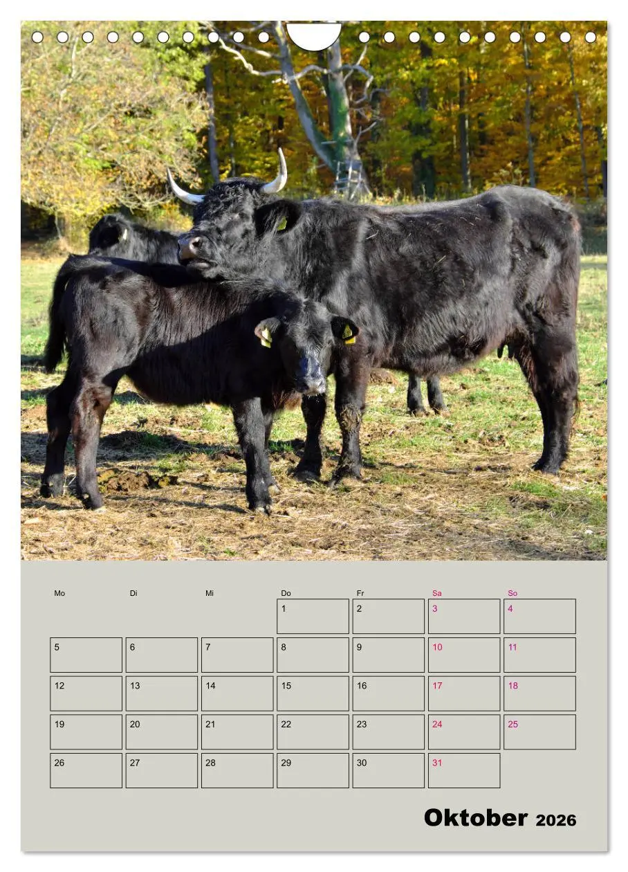 Bild: 9783516396799 | Kuhportraits Hornkühe (Wandkalender 2026 DIN A4 hoch), CALVENDO...