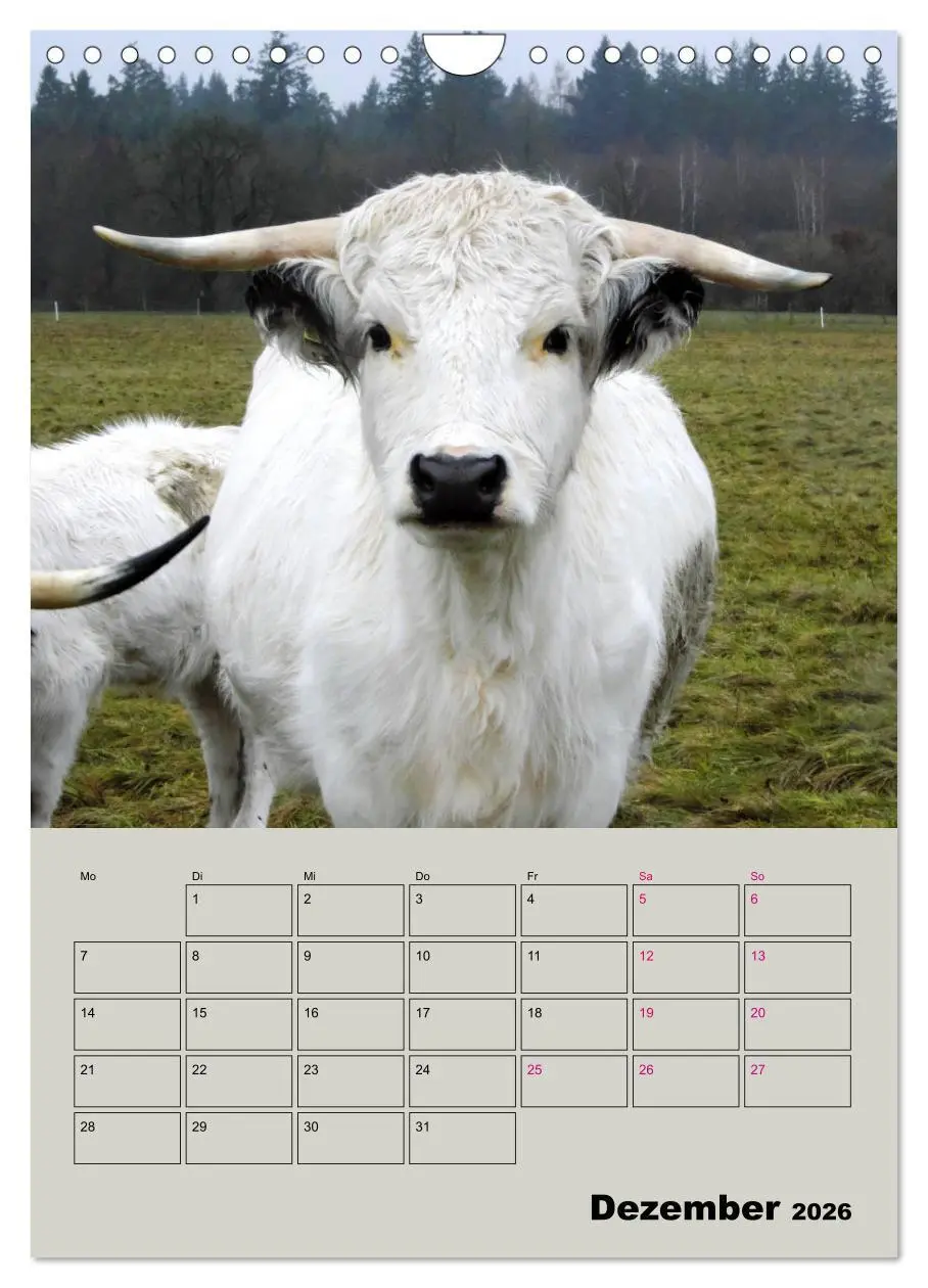 Bild: 9783516396799 | Kuhportraits Hornkühe (Wandkalender 2026 DIN A4 hoch), CALVENDO...