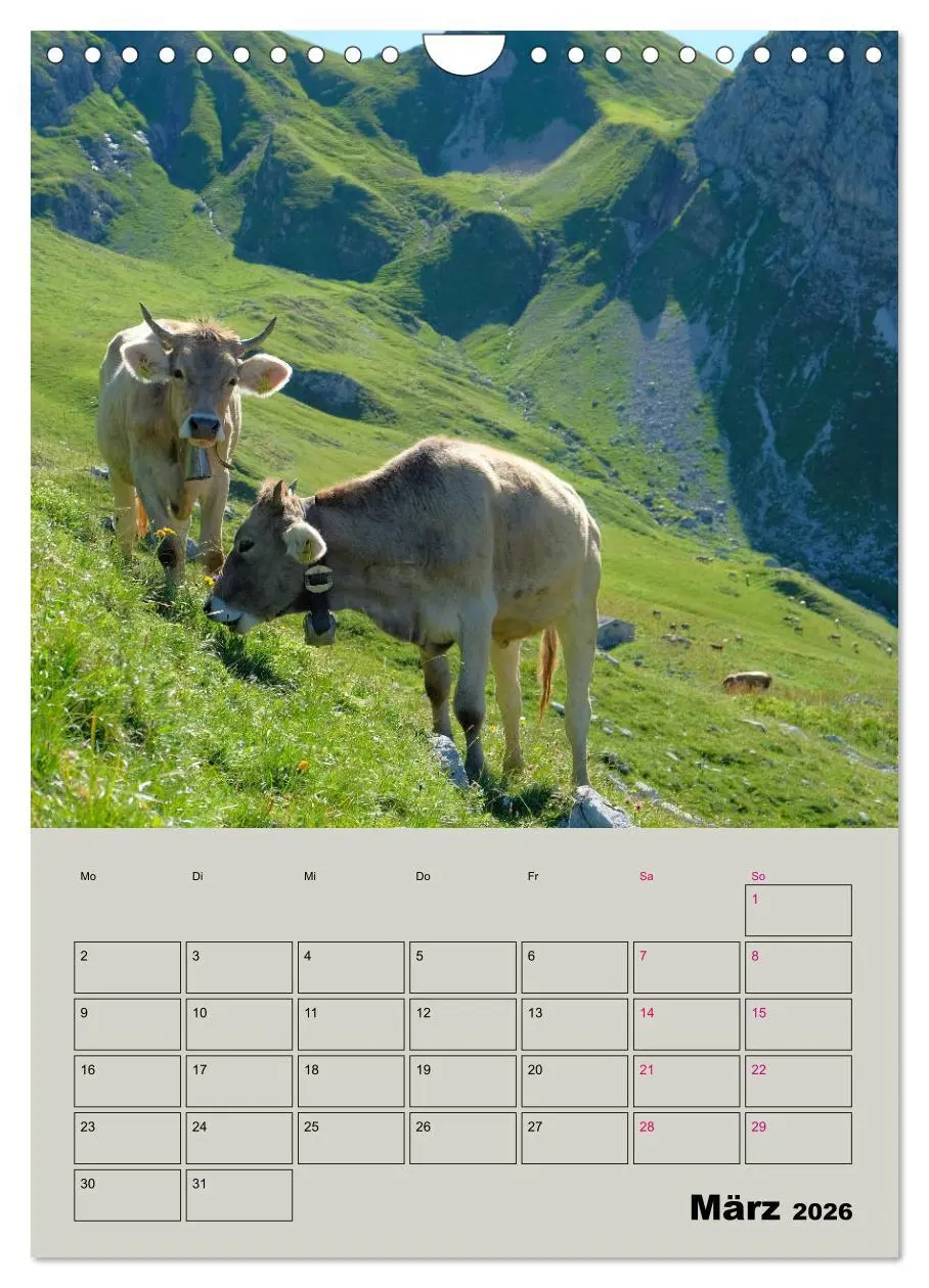 Bild: 9783516396799 | Kuhportraits Hornkühe (Wandkalender 2026 DIN A4 hoch), CALVENDO...
