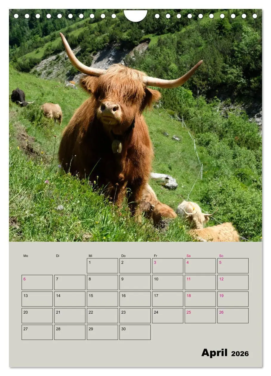 Bild: 9783516396799 | Kuhportraits Hornkühe (Wandkalender 2026 DIN A4 hoch), CALVENDO...
