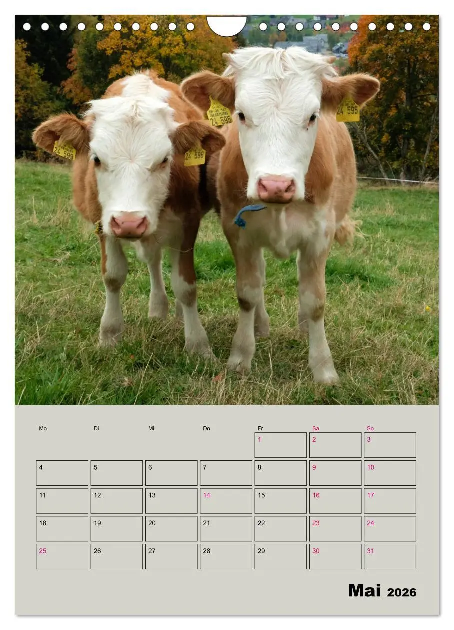Bild: 9783516396799 | Kuhportraits Hornkühe (Wandkalender 2026 DIN A4 hoch), CALVENDO...