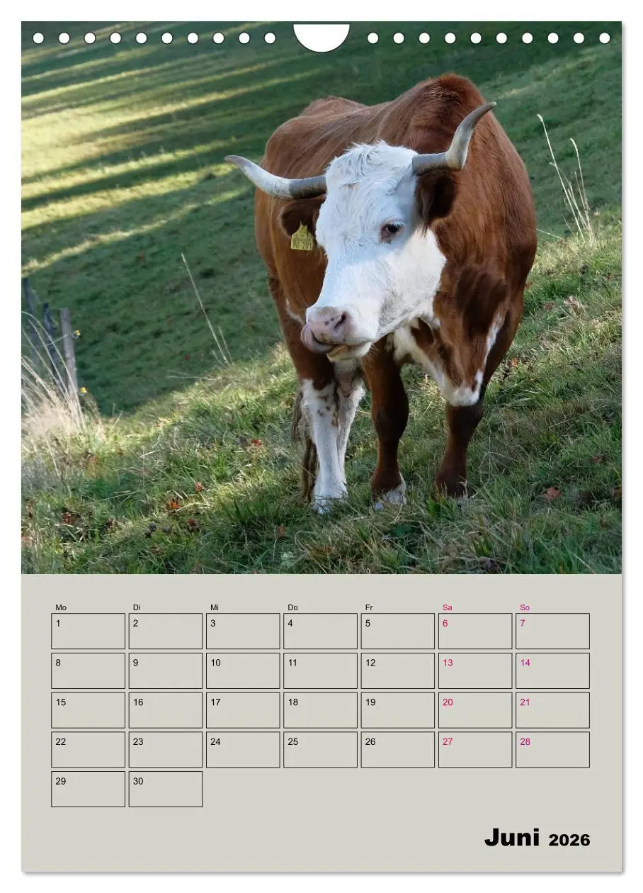 Bild: 9783516396799 | Kuhportraits Hornkühe (Wandkalender 2026 DIN A4 hoch), CALVENDO...