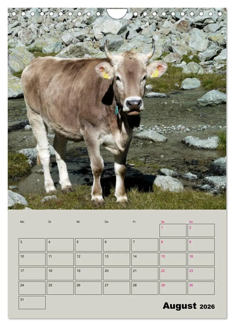 Bild: 9783516396799 | Kuhportraits Hornkühe (Wandkalender 2026 DIN A4 hoch), CALVENDO...