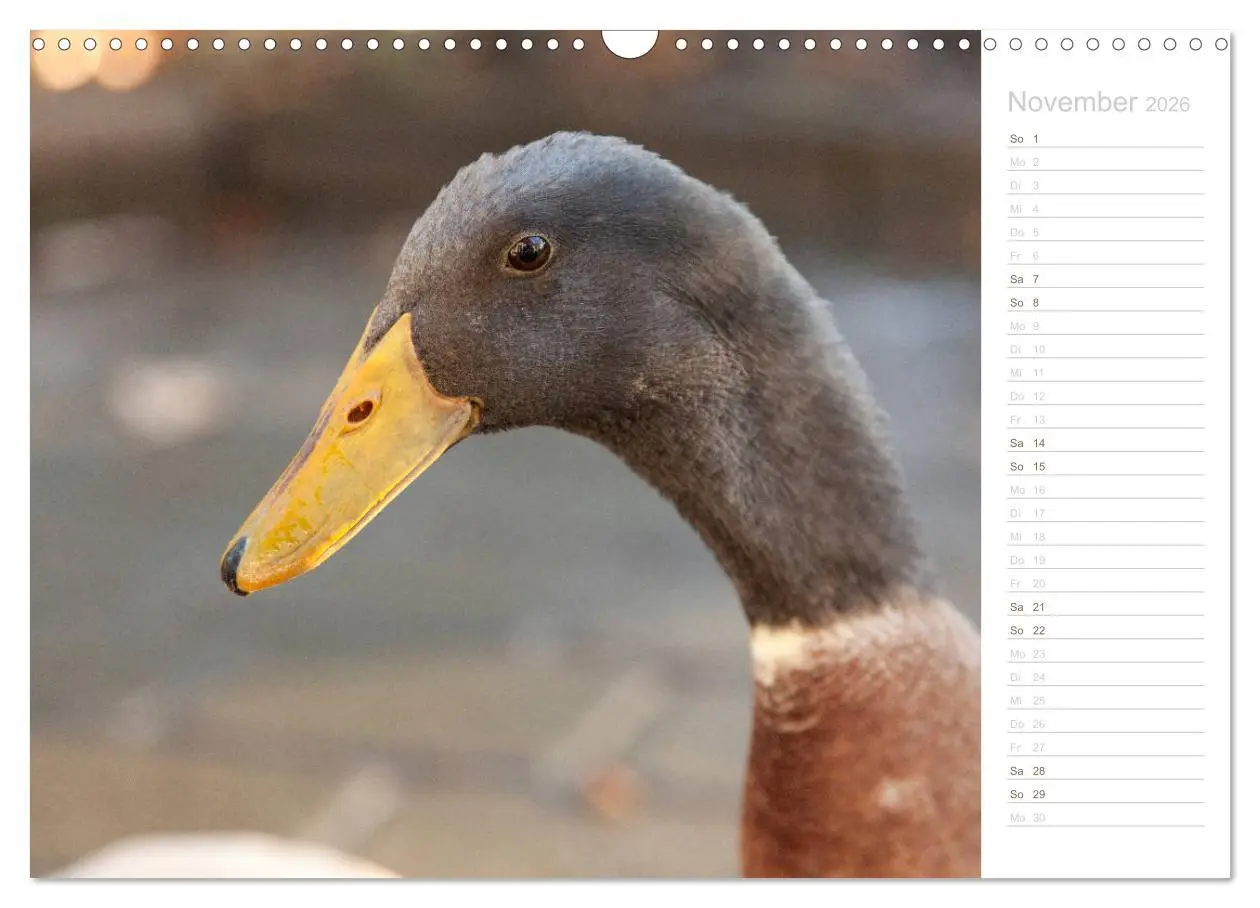 Bild: 9783457816899 | Laufenten - tierisch liebenswerte Zeitgenossen (Wandkalender 2026...