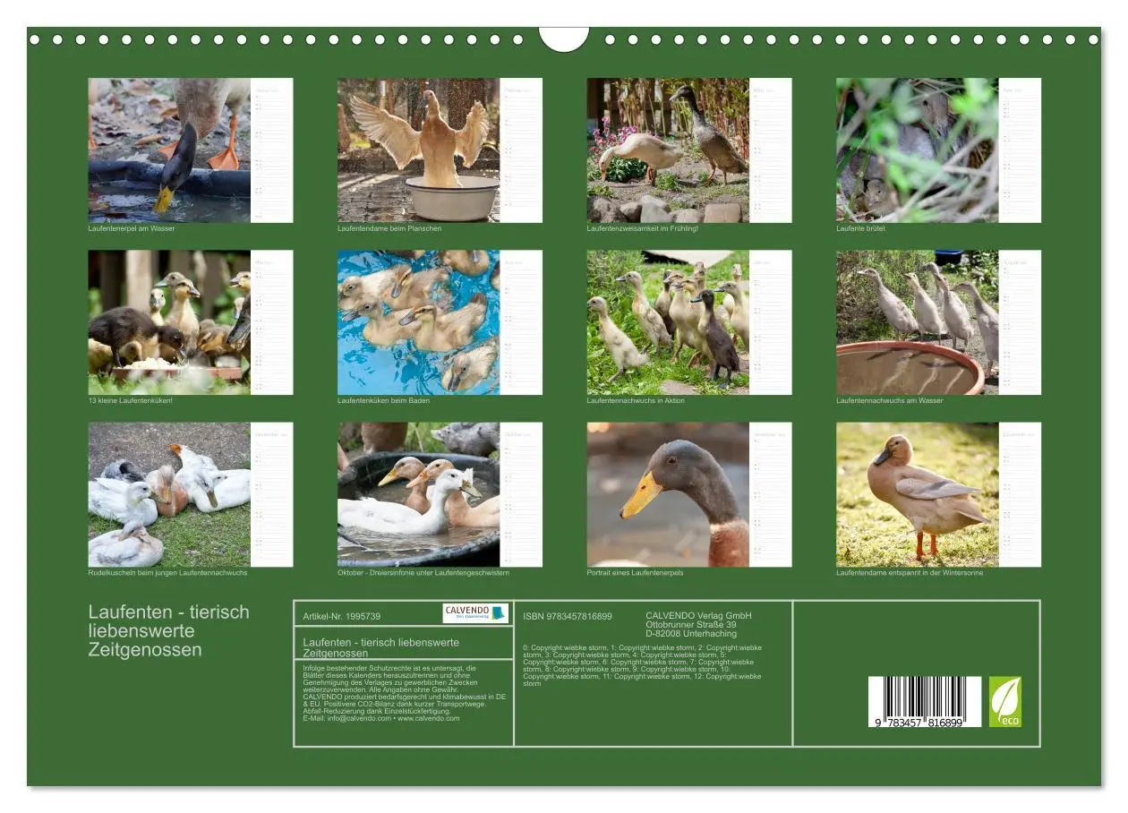 Bild: 9783457816899 | Laufenten - tierisch liebenswerte Zeitgenossen (Wandkalender 2026...