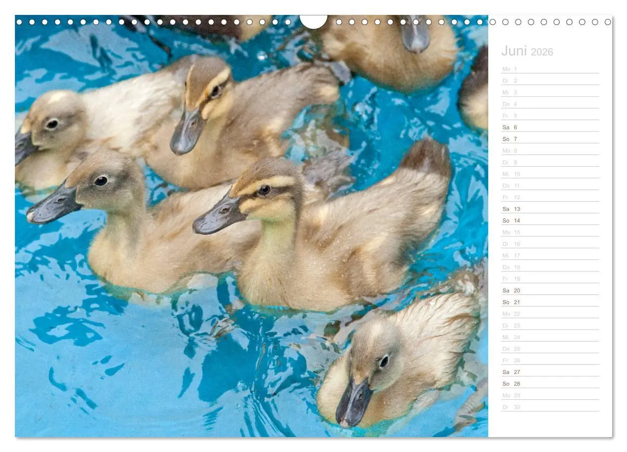 Bild: 9783457816899 | Laufenten - tierisch liebenswerte Zeitgenossen (Wandkalender 2026...