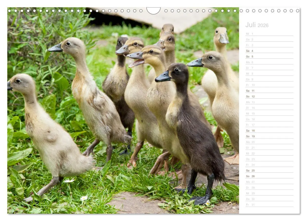 Bild: 9783457816899 | Laufenten - tierisch liebenswerte Zeitgenossen (Wandkalender 2026...