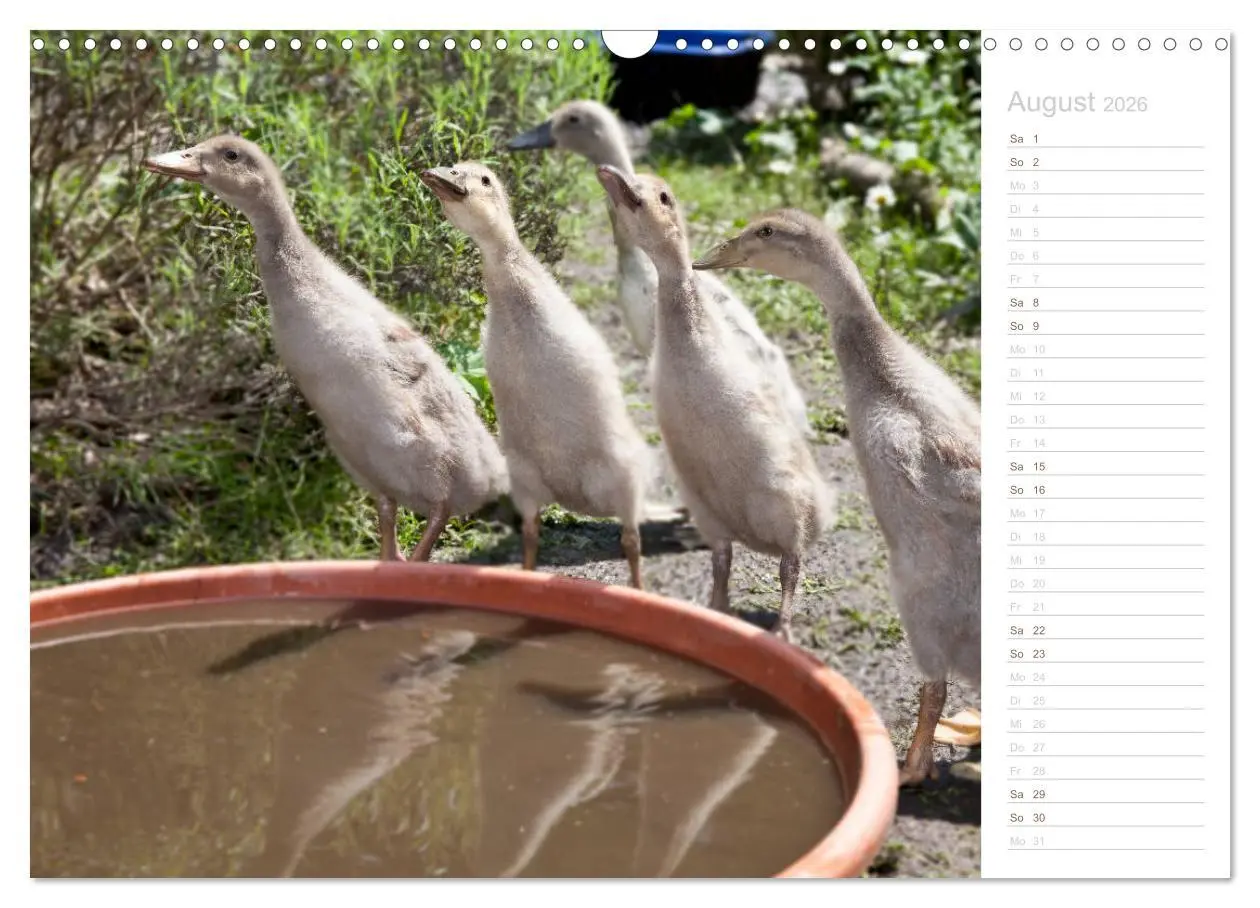 Bild: 9783457816899 | Laufenten - tierisch liebenswerte Zeitgenossen (Wandkalender 2026...