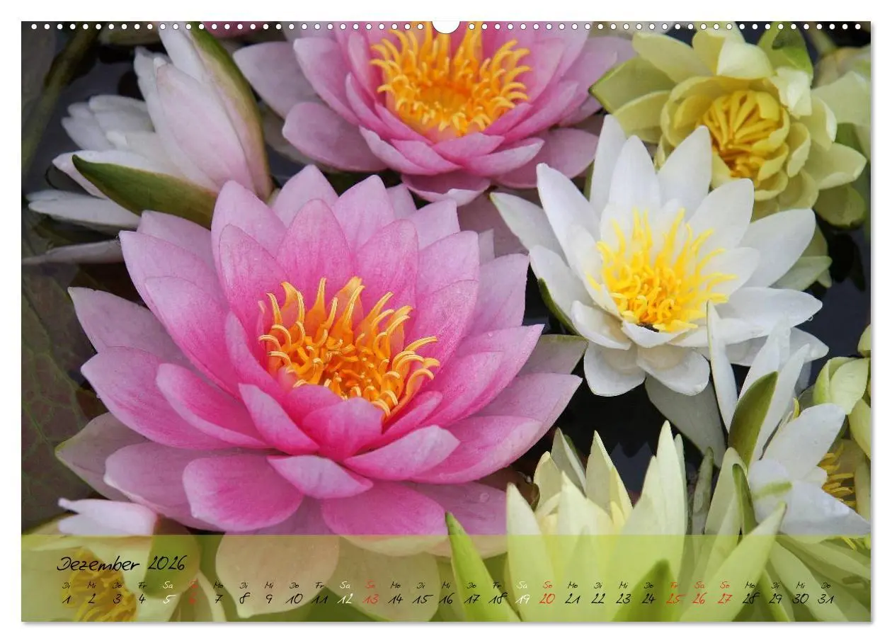 Bild: 9783516066999 | Blüten dicht an dicht (hochwertiger Premium Wandkalender 2026 DIN...