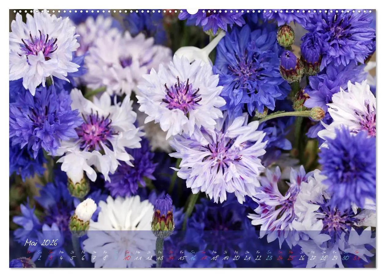 Bild: 9783516066999 | Blüten dicht an dicht (hochwertiger Premium Wandkalender 2026 DIN...