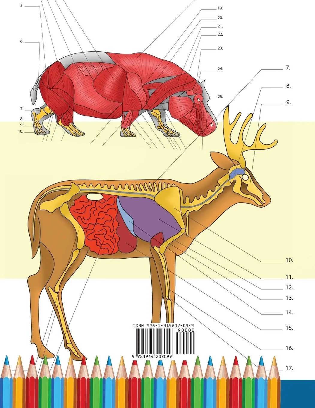 Rückseite: 9781914207099 | Zoology Coloring Book | Anatomy Academy | Taschenbuch | Englisch