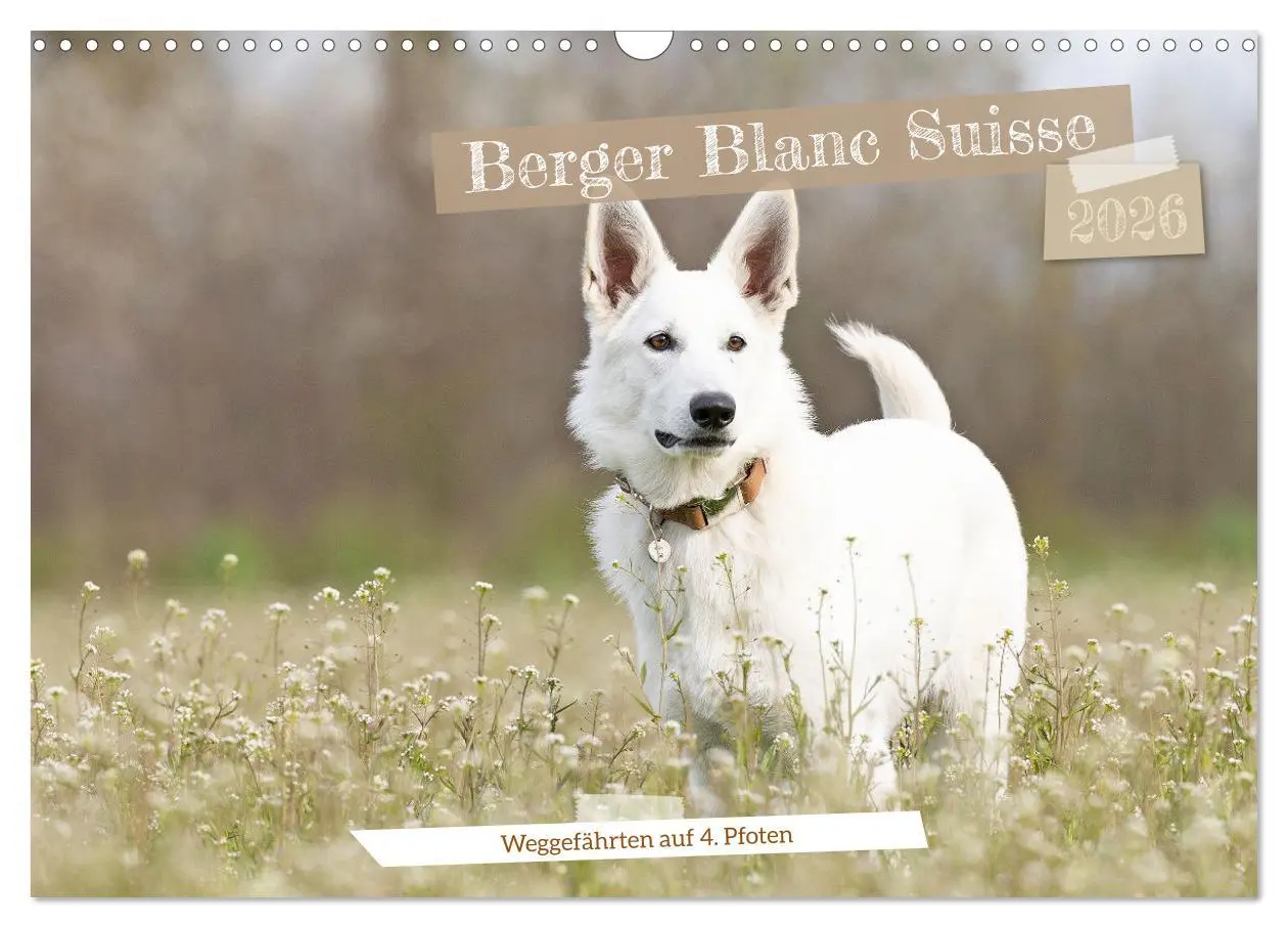 Cover: 9783457247099 | Berger Blanc Suisse - Weggefährten auf 4 Pfoten (Wandkalender 2026...