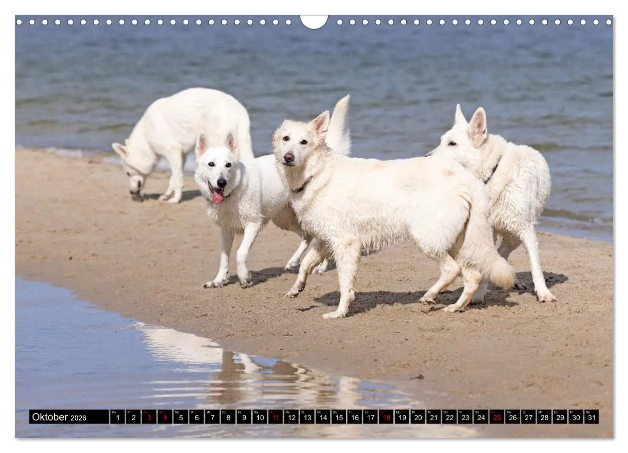 Bild: 9783457247099 | Berger Blanc Suisse - Weggefährten auf 4 Pfoten (Wandkalender 2026...