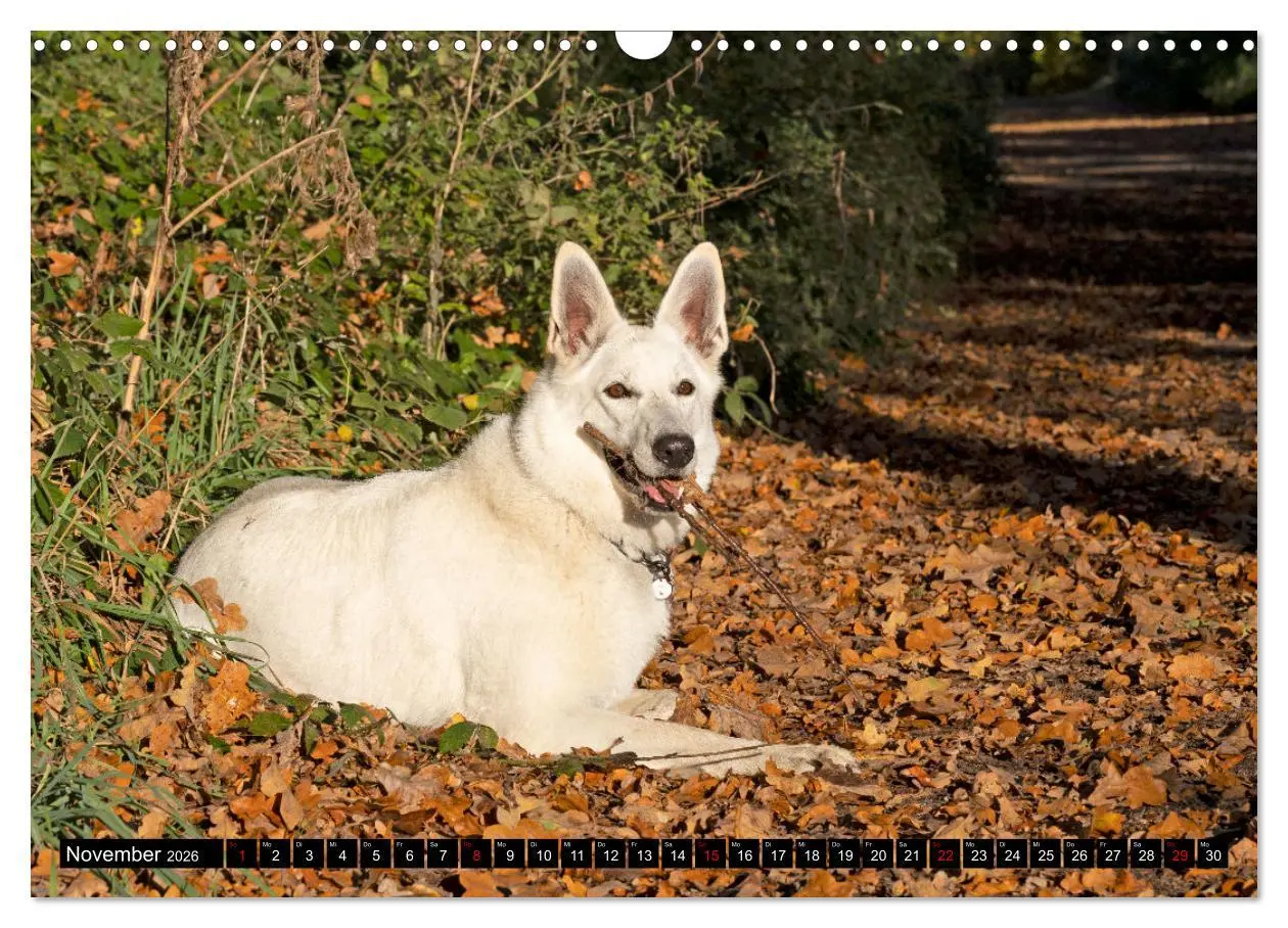 Bild: 9783457247099 | Berger Blanc Suisse - Weggefährten auf 4 Pfoten (Wandkalender 2026...