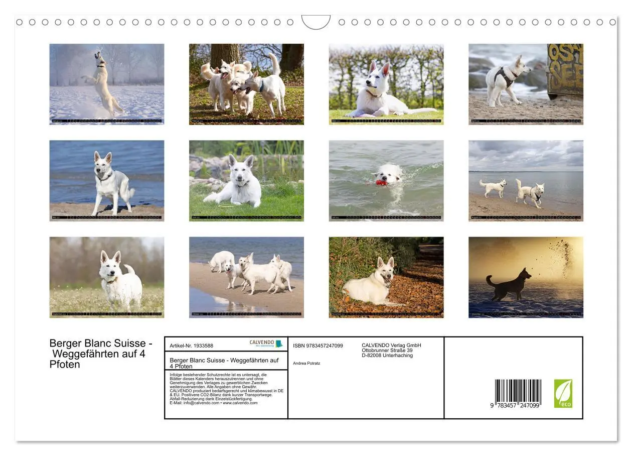 Bild: 9783457247099 | Berger Blanc Suisse - Weggefährten auf 4 Pfoten (Wandkalender 2026...