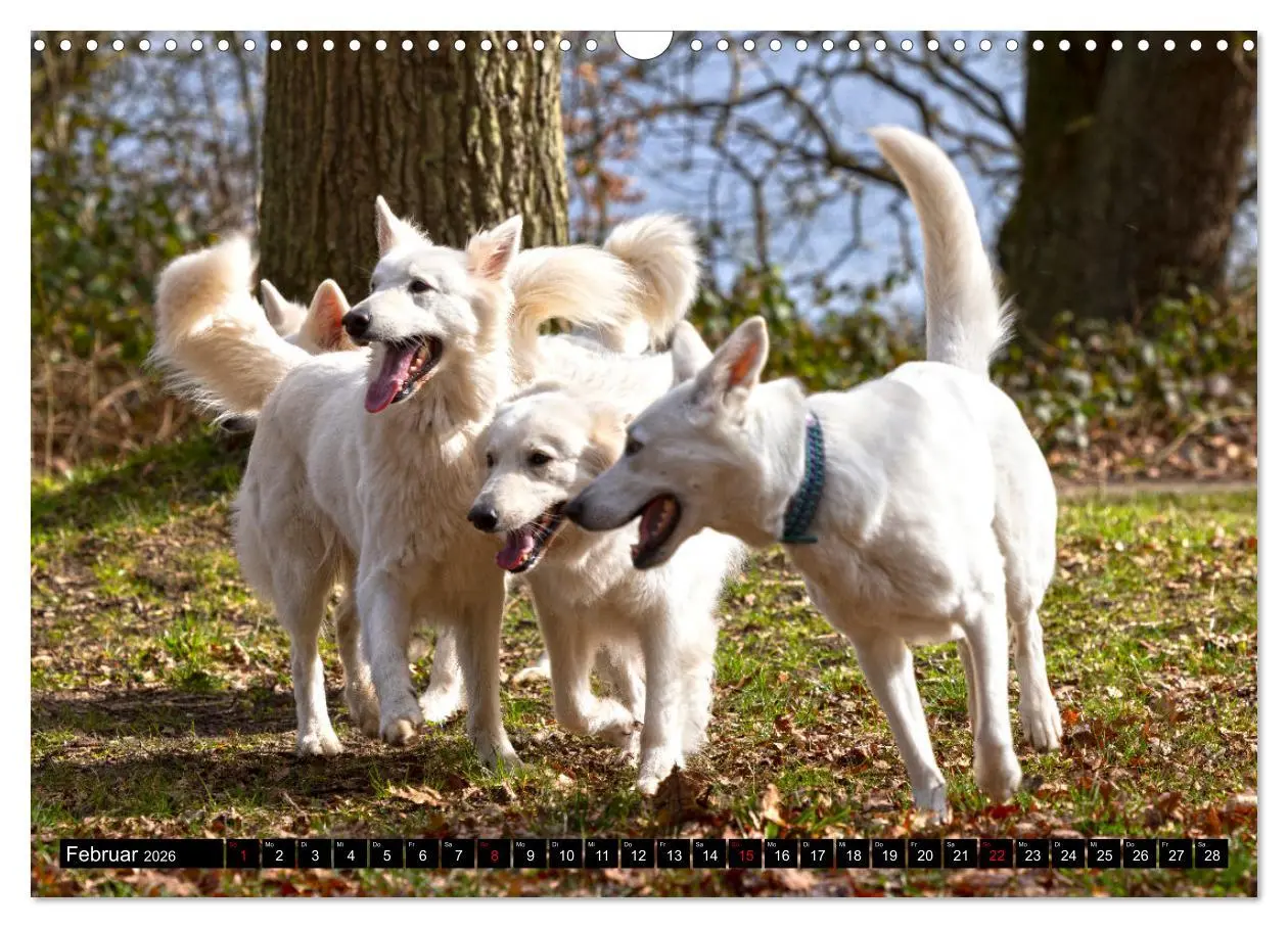 Bild: 9783457247099 | Berger Blanc Suisse - Weggefährten auf 4 Pfoten (Wandkalender 2026...