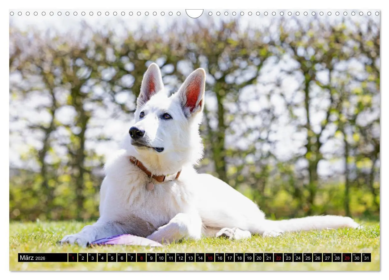 Bild: 9783457247099 | Berger Blanc Suisse - Weggefährten auf 4 Pfoten (Wandkalender 2026...