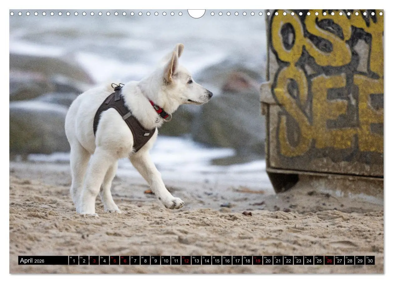 Bild: 9783457247099 | Berger Blanc Suisse - Weggefährten auf 4 Pfoten (Wandkalender 2026...