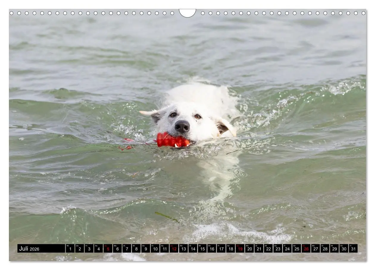 Bild: 9783457247099 | Berger Blanc Suisse - Weggefährten auf 4 Pfoten (Wandkalender 2026...
