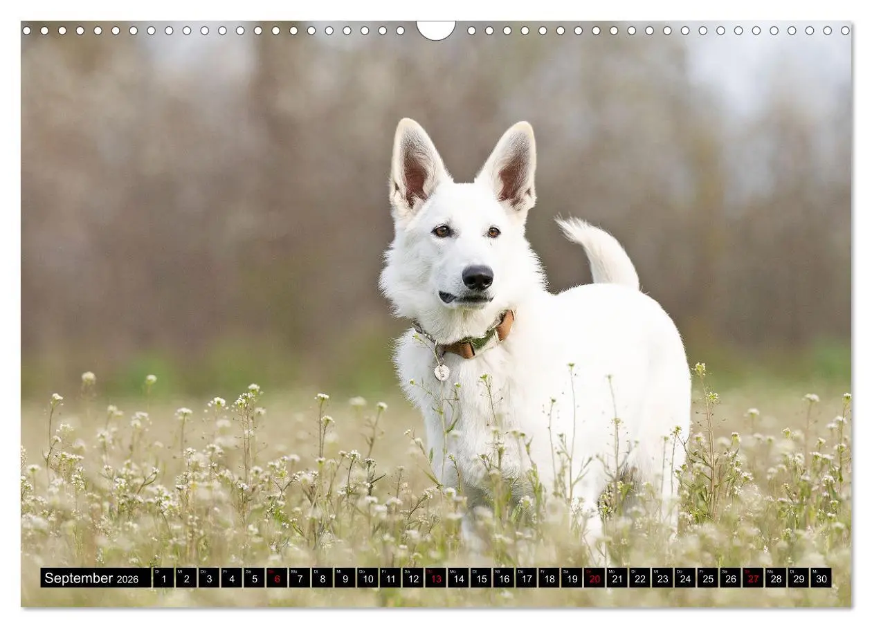Bild: 9783457247099 | Berger Blanc Suisse - Weggefährten auf 4 Pfoten (Wandkalender 2026...