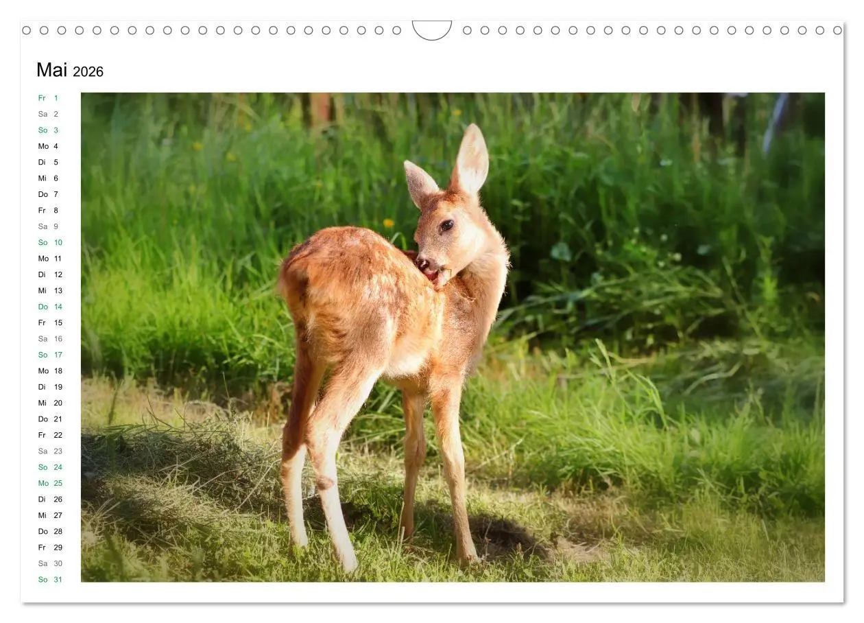 Bild: 9783457797099 | Rehkitze, zierliche Schönheiten mit großen, sanften Augen...