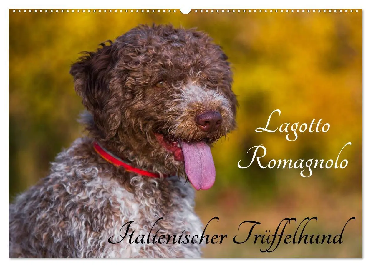 Cover: 9783516027099 | Lagotto Romagnolo - Italienischer Trüffelhund (Wandkalender 2026...