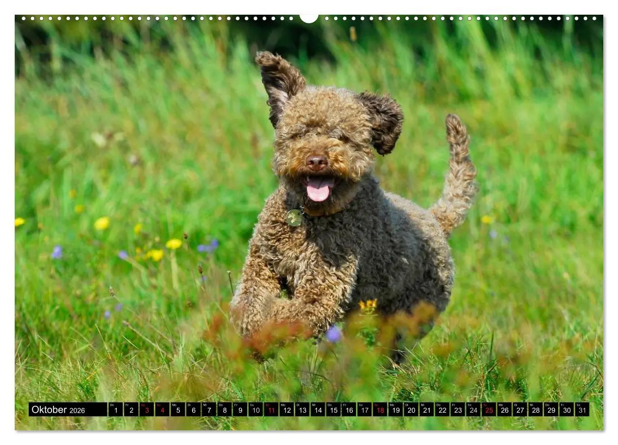 Bild: 9783516027099 | Lagotto Romagnolo - Italienischer Trüffelhund (Wandkalender 2026...