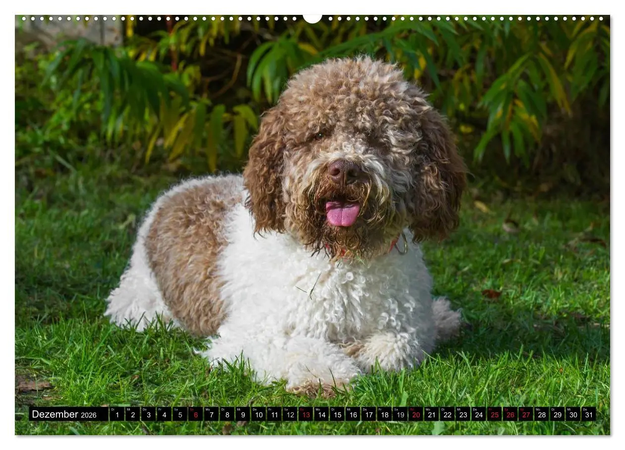 Bild: 9783516027099 | Lagotto Romagnolo - Italienischer Trüffelhund (Wandkalender 2026...