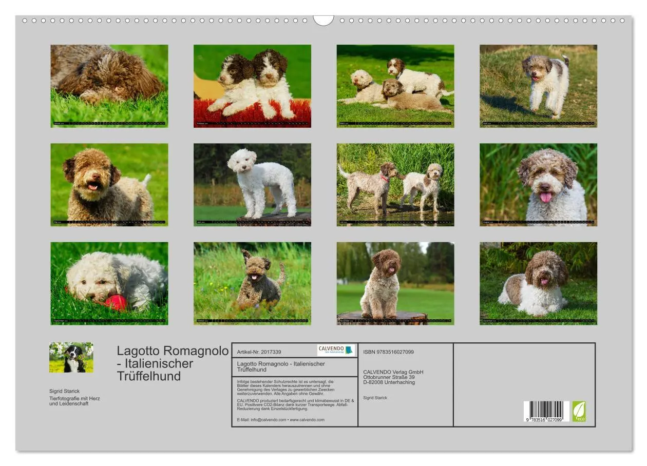 Bild: 9783516027099 | Lagotto Romagnolo - Italienischer Trüffelhund (Wandkalender 2026...