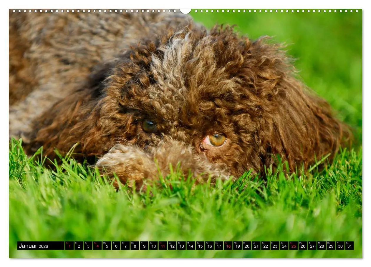 Bild: 9783516027099 | Lagotto Romagnolo - Italienischer Trüffelhund (Wandkalender 2026...