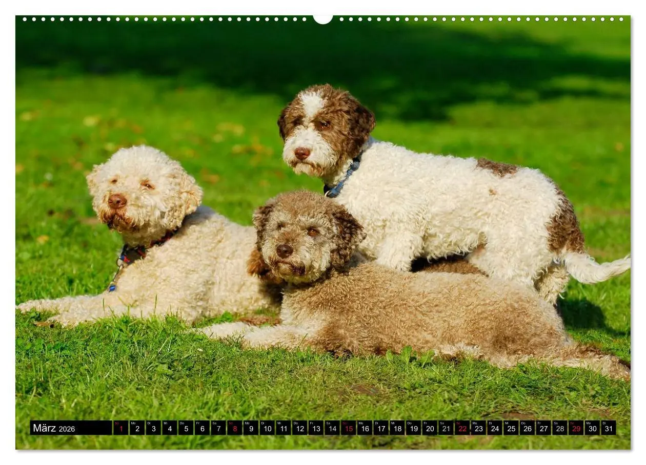 Bild: 9783516027099 | Lagotto Romagnolo - Italienischer Trüffelhund (Wandkalender 2026...